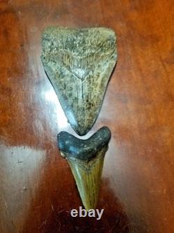 Large Megalodon Tooth and Smaller Angustidens Tooth with Cusplets