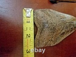Large Megalodon Tooth and Smaller Angustidens Tooth with Cusplets