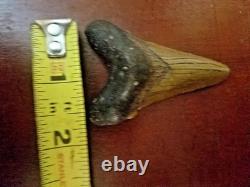 Large Megalodon Tooth and Smaller Angustidens Tooth with Cusplets