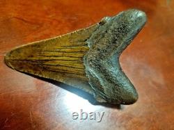 Large Megalodon Tooth and Smaller Angustidens Tooth with Cusplets