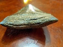 Large Megalodon Tooth and Smaller Angustidens Tooth with Cusplets