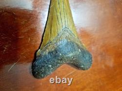 Large Megalodon Tooth and Smaller Angustidens Tooth with Cusplets