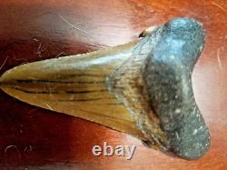 Large Megalodon Tooth and Smaller Angustidens Tooth with Cusplets