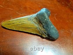 Large Megalodon Tooth and Smaller Angustidens Tooth with Cusplets