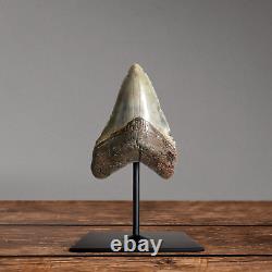 Large Megalodon Tooth mounted on metal stand Real fossil display gift dinosaur