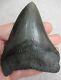 Large Megalodon Tooth 4.088 Inches (10.38 Cm)