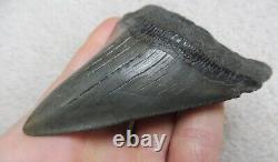 Large Megalodon tooth 4.088 inches (10.38 cm)