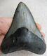 Large Megalodon Tooth 4.866 Inches (12.36 Cm)