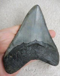 Large Megalodon tooth 4.866 inches (12.36 cm)