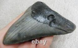 Large Megalodon tooth 4.866 inches (12.36 cm)