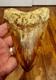 Large Museum Quality? Indonesian Megalodon Shark Tooth Natural Specimen 5.3 In