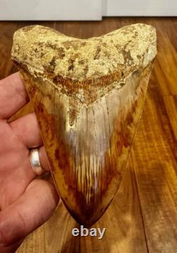 Large Museum Quality? Indonesian Megalodon Shark Tooth Natural Specimen 5.3 in