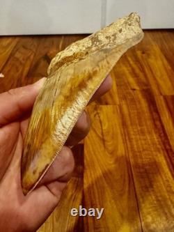 Large Museum Quality? Indonesian Megalodon Shark Tooth Natural Specimen 5.3 in