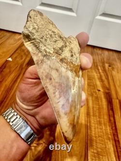 Large Museum Quality? Indonesian Megalodon Shark Tooth Natural Specimen 5.3 in