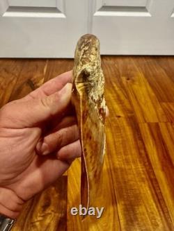 Large Museum Quality? Indonesian Megalodon Shark Tooth Natural Specimen 5.3 in