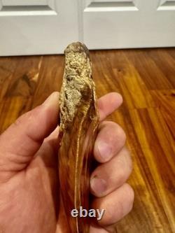 Large Museum Quality? Indonesian Megalodon Shark Tooth Natural Specimen 5.3 in