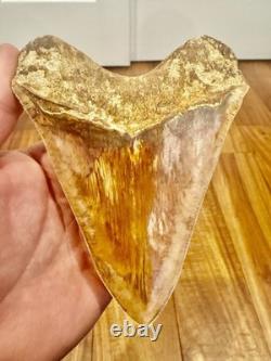 Large Museum Quality? Indonesian Megalodon Shark Tooth Natural Specimen 5.3 in