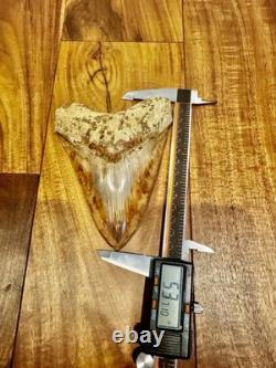 Large Museum Quality? Indonesian Megalodon Shark Tooth Natural Specimen 5.3 in