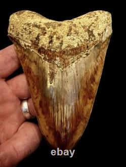 Large Museum Quality? Indonesian Megalodon Shark Tooth Natural Specimen 5.3 in