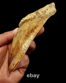 Large Museum Quality? Indonesian Megalodon Shark Tooth Natural Specimen 5.3 in