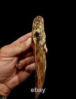 Large Museum Quality? Indonesian Megalodon Shark Tooth Natural Specimen 5.3 in