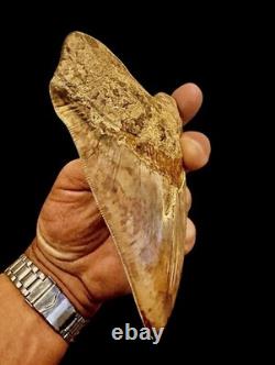 Large Museum Quality? Indonesian Megalodon Shark Tooth Natural Specimen 5.3 in
