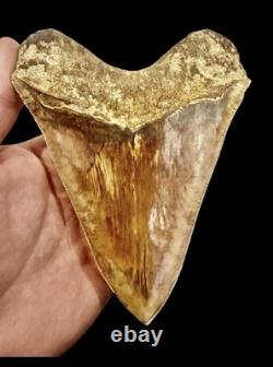 Large Museum Quality? Indonesian Megalodon Shark Tooth Natural Specimen 5.3 in