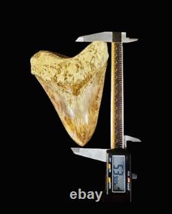 Large Museum Quality? Indonesian Megalodon Shark Tooth Natural Specimen 5.3 in