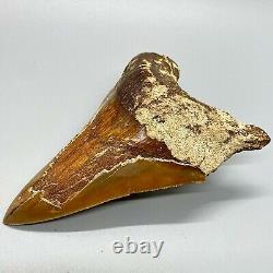 Large Orange Sharply Serrated 5.15 Fossil MEGALODON Shark Tooth