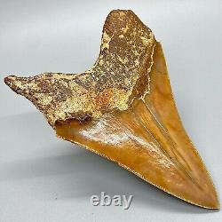 Large Orange Sharply Serrated 5.15 Fossil MEGALODON Shark Tooth