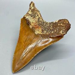 Large Orange Sharply Serrated 5.15 Fossil MEGALODON Shark Tooth