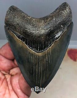 Large RAZOR SERRATED Megalodon Fossil Shark Tooth WORLD CLASS MUSEUM QUALITY