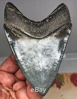 Large RAZOR SERRATED Megalodon Fossil Shark Tooth WORLD CLASS MUSEUM QUALITY
