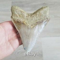 Large Rare 5 1/8 Bakersfield Megalodon Fossil Shark Tooth Teeth