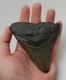 Large Real Megalodon Prehistoric Shark Serrated Natural Tooth Dinosaur Fossil