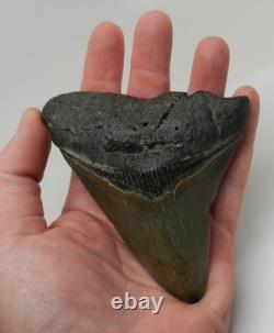 Large Real Megalodon Prehistoric Shark Serrated Natural Tooth Dinosaur Fossil