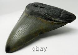 Large Real Megalodon Prehistoric Shark Serrated Natural Tooth Dinosaur Fossil