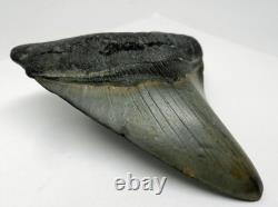 Large Real Megalodon Prehistoric Shark Serrated Natural Tooth Dinosaur Fossil