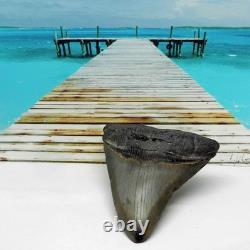 Large Real Megalodon Prehistoric Shark Serrated Natural Tooth Dinosaur Fossil
