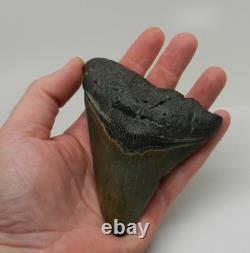 Large Real Megalodon Prehistoric Shark Serrated Natural Tooth Dinosaur Fossil
