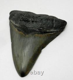 Large Real Megalodon Prehistoric Shark Serrated Natural Tooth Dinosaur Fossil