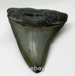 Large Real Megalodon Prehistoric Shark Serrated Natural Tooth Dinosaur Fossil