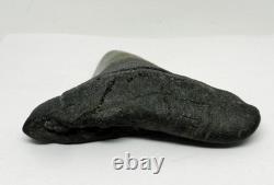 Large Real Megalodon Prehistoric Shark Serrated Natural Tooth Dinosaur Fossil
