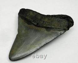 Large Real Megalodon Prehistoric Shark Serrated Natural Tooth Dinosaur Fossil