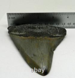 Large Real Megalodon Prehistoric Shark Serrated Natural Tooth Dinosaur Fossil