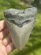 Large Serrated Megalodon Fossil Shark Tooth From North Carolina Ocean
