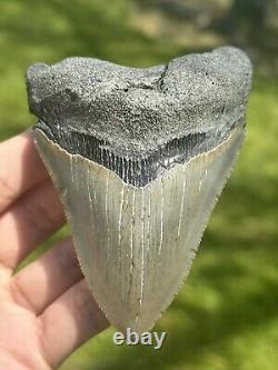 Large SERRATED MEGALODON Fossil Shark Tooth From North Carolina Ocean