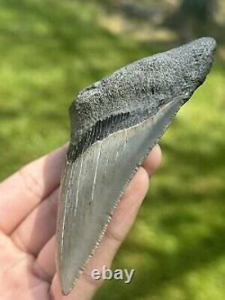 Large SERRATED MEGALODON Fossil Shark Tooth From North Carolina Ocean