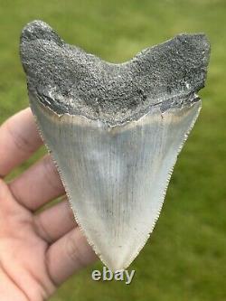 Large SERRATED MEGALODON Fossil Shark Tooth From North Carolina Ocean