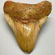 Large, Affordable 5.68 Fossil Indonesian Megalodon Shark Tooth
